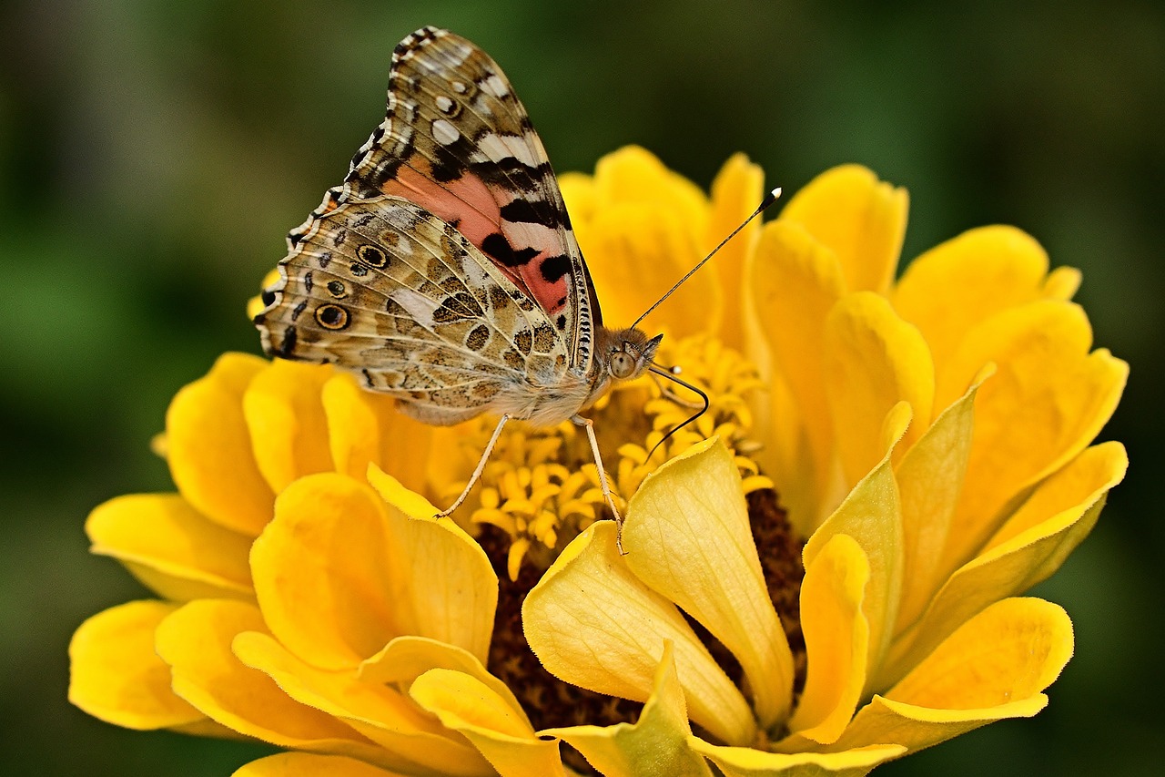 Growing and Decorating with Zinnias